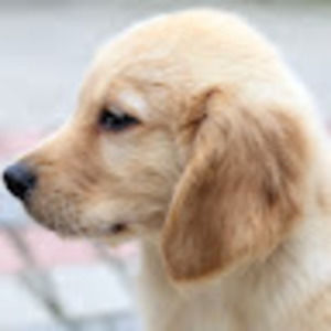 Meet your Posher, Avery